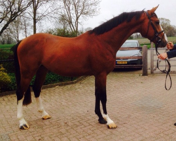 horse Power Blue (Oldenburg show jumper, 2011, from Plot Blue)
