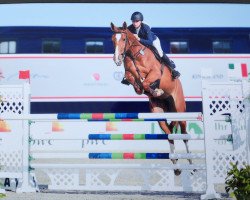 broodmare Singapur 30 (Westphalian, 2009, from Stakkato)