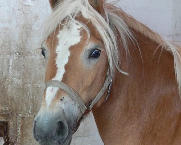 horse Amanda-Alhambra (0,1% ox) (Haflinger, 2010, from Aaron-B)