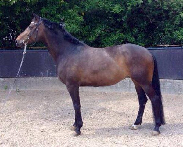 broodmare Polar Pretty (Trakehner, 2007, from K2 T)
