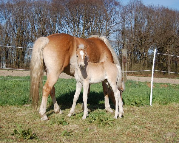 horse Stadtkind (Haflinger, 2015, from Stano)