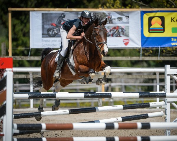 Springpferd Nina 349 (Pinto/Hunter, 2001, von Nebor)