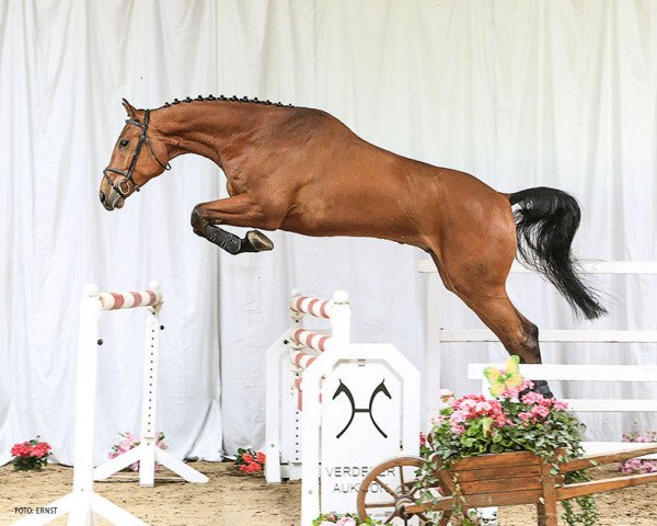 jumper Piefke 23 (Hanoverian, 2010, from Perigueux) jumper Piefke 23 (Hanoverian, 2010, from Perigueux)