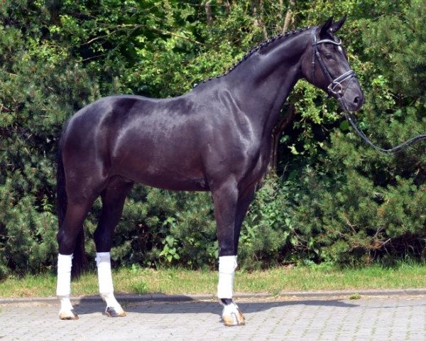 horse Sark (Hanoverian, 2010, from Sarkozy 3)