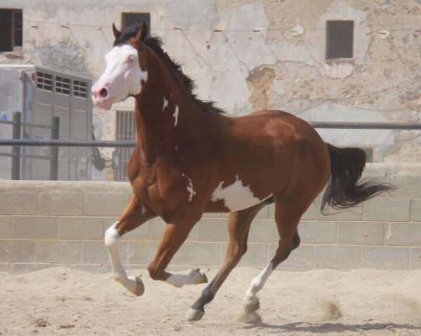 Pferd Mighty (Paint Horse, 2012)