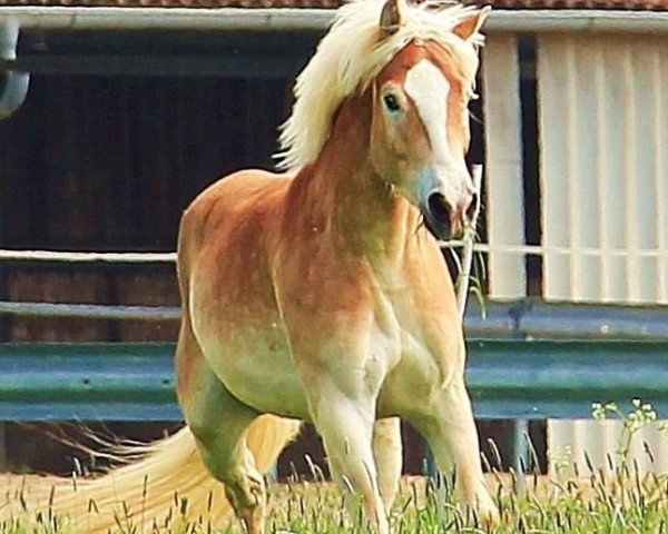 Dressurpferd Nixon 13 (Haflinger, 2011, von Nobelius) Dressurpferd Nixon 13 (Haflinger, 2011, von Nobelius)