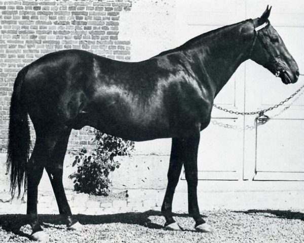 Deckhengst Siegmund xx (Englisches Vollblut, 1957, von Worden xx)