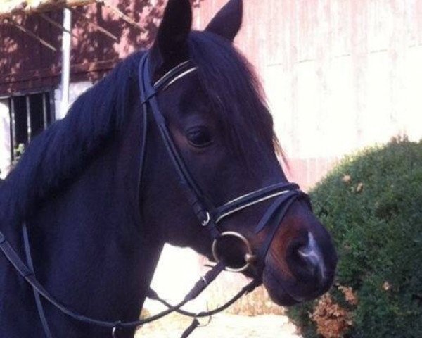 dressage horse Darkbeauty (German Riding Pony, 2005, from Don Joshi)