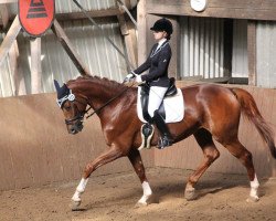 dressage horse Sanyo (German Sport Horse, 2007, from Samba Hit I)