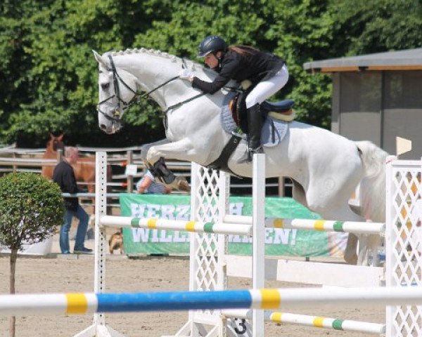 jumper Lacross 21 (Hessian Warmblood, 2002, from Lumino) jumper Lacross 21 (Hessian Warmblood, 2002, from Lumino)