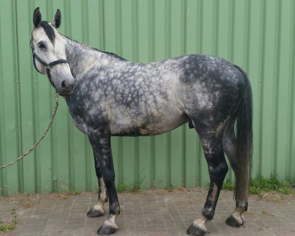 Springpferd Colorit 2 (Holsteiner, 2007, von Calato)