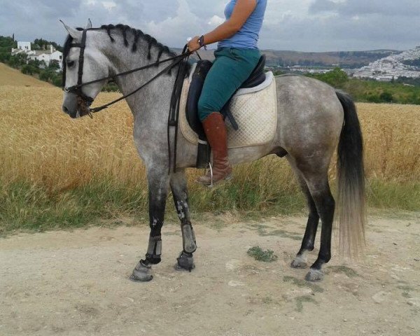 Pferd Chipen III (Pura Raza Espanola (PRE), 2011)