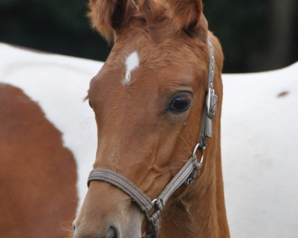 horse Dream Of Thunder (Westphalian, 2011, from Don Henrico)