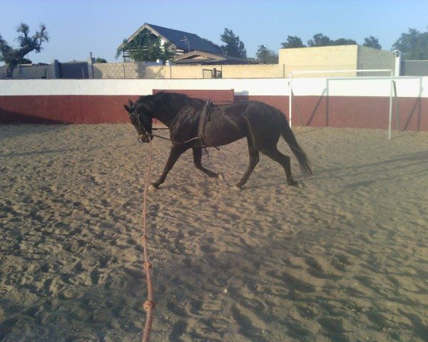 Pferd Marismena (Hispano-Araber,  )