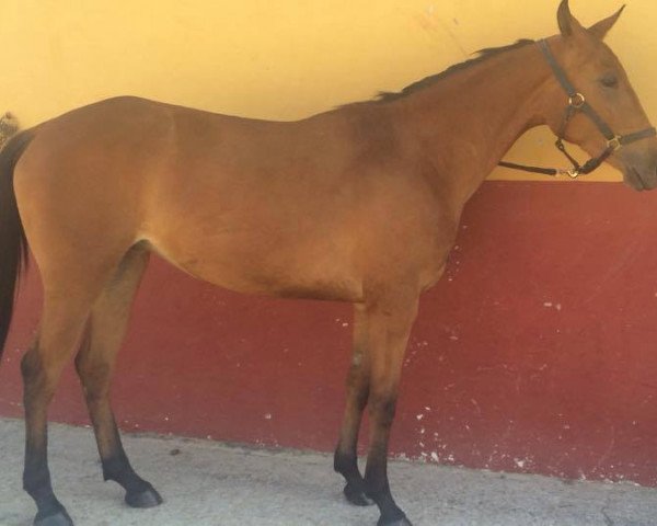 Pferd Simpatica (Andalusier,  )