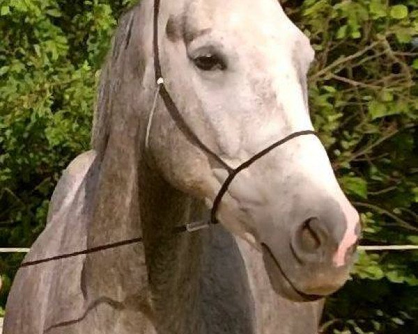 Pferd Furia (Cruzado,  )