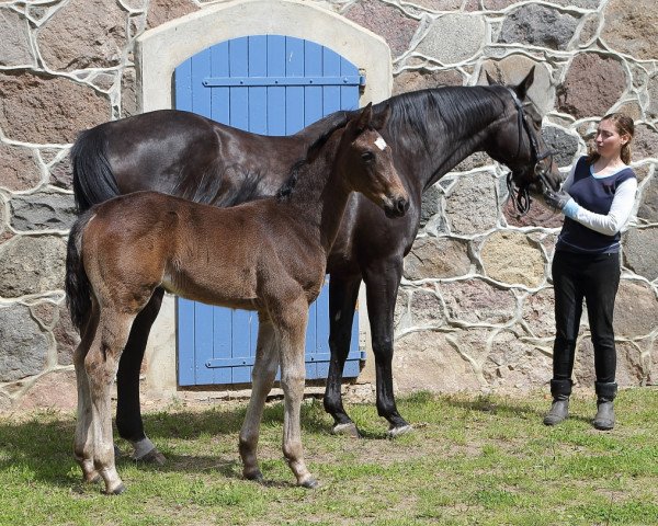 horse Ulani (Trakehner, 2015, from Hancock)