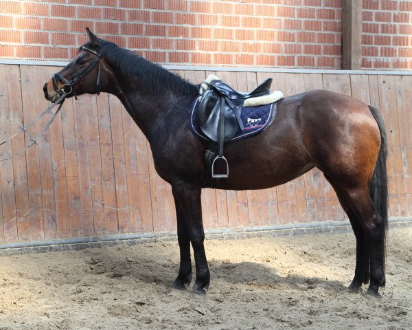 broodmare Nitouche (Trakehner, 2005, from Caprimond)