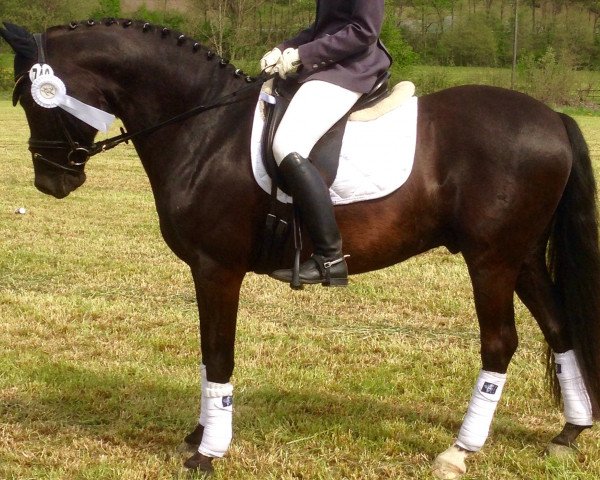 dressage horse Pelmore (Westphalian, 2001, from Playboy)