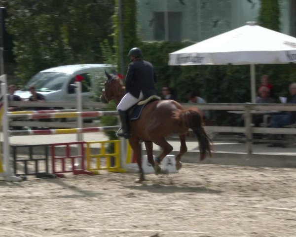 Reitturnier Münster-Nienberge 2020