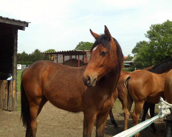 Dressurpferd Rock Me Baby 3 (Rheinländer, 2014, von Rock Forever NRW)