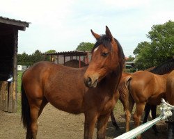 dressage horse Rock Me Baby 3 (Rhinelander, 2014, from Rock Forever NRW)