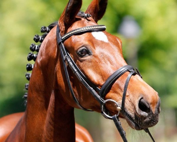horse Remember Leif (Trakehner, 2001, from Kapriolan F)