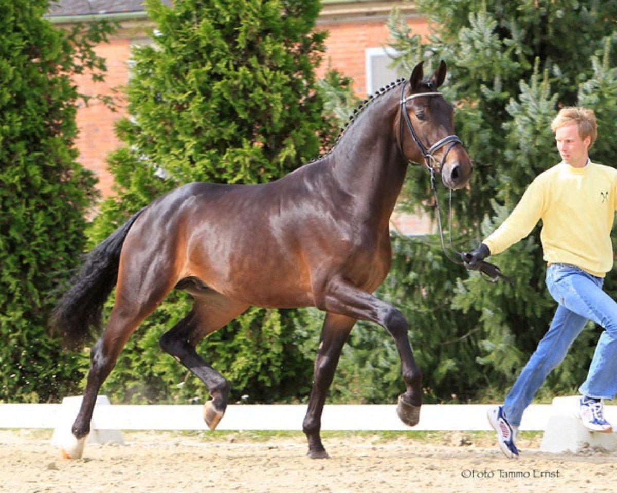 dressage horse Sbarro FH (Hanoverian, 2010, from Scolari)