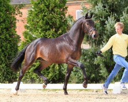 dressage horse Sbarro FH (Hanoverian, 2010, from Scolari)