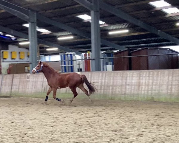 Video of Baloustino K