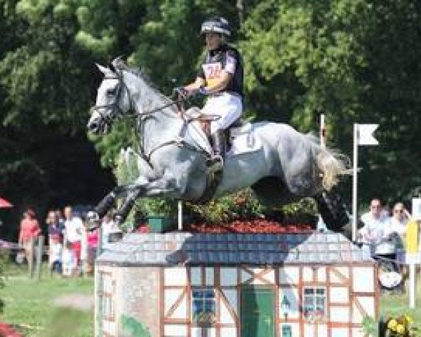 horse Faerie Dianimo (British Sport Horse, 2005, from Dimaggio)