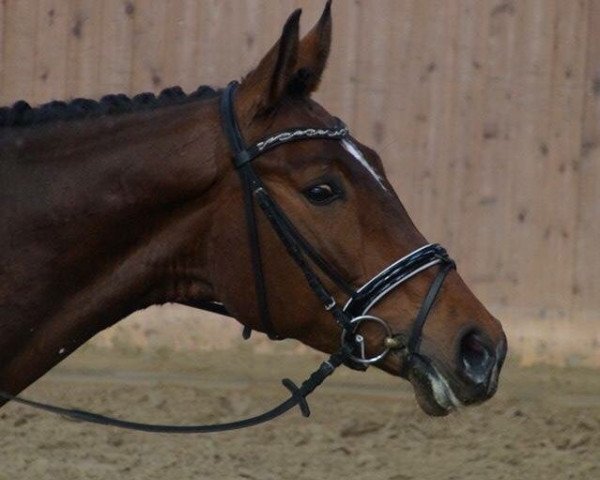 dressage horse Fürst Ferdinand 15 (Westphalian, 2009, from Fürst Grandios)