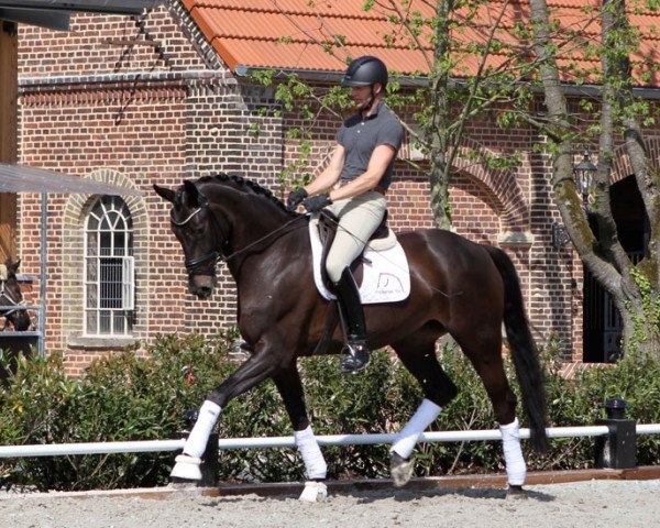 Zuchtstute Sofie FH (Westfale, 2010, von Sir Donnerhall I)