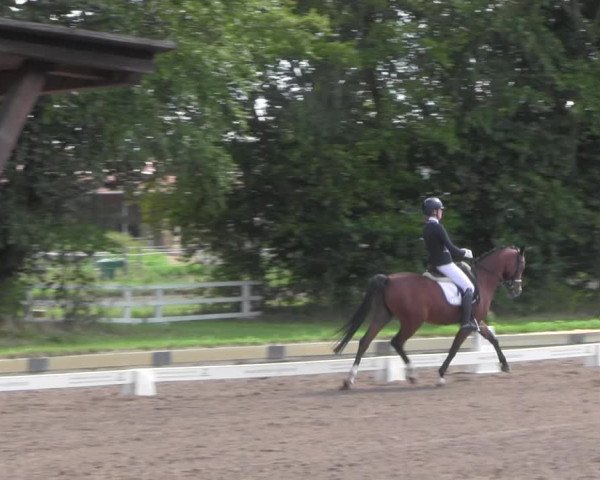 Reitturnier Dallgow 2020