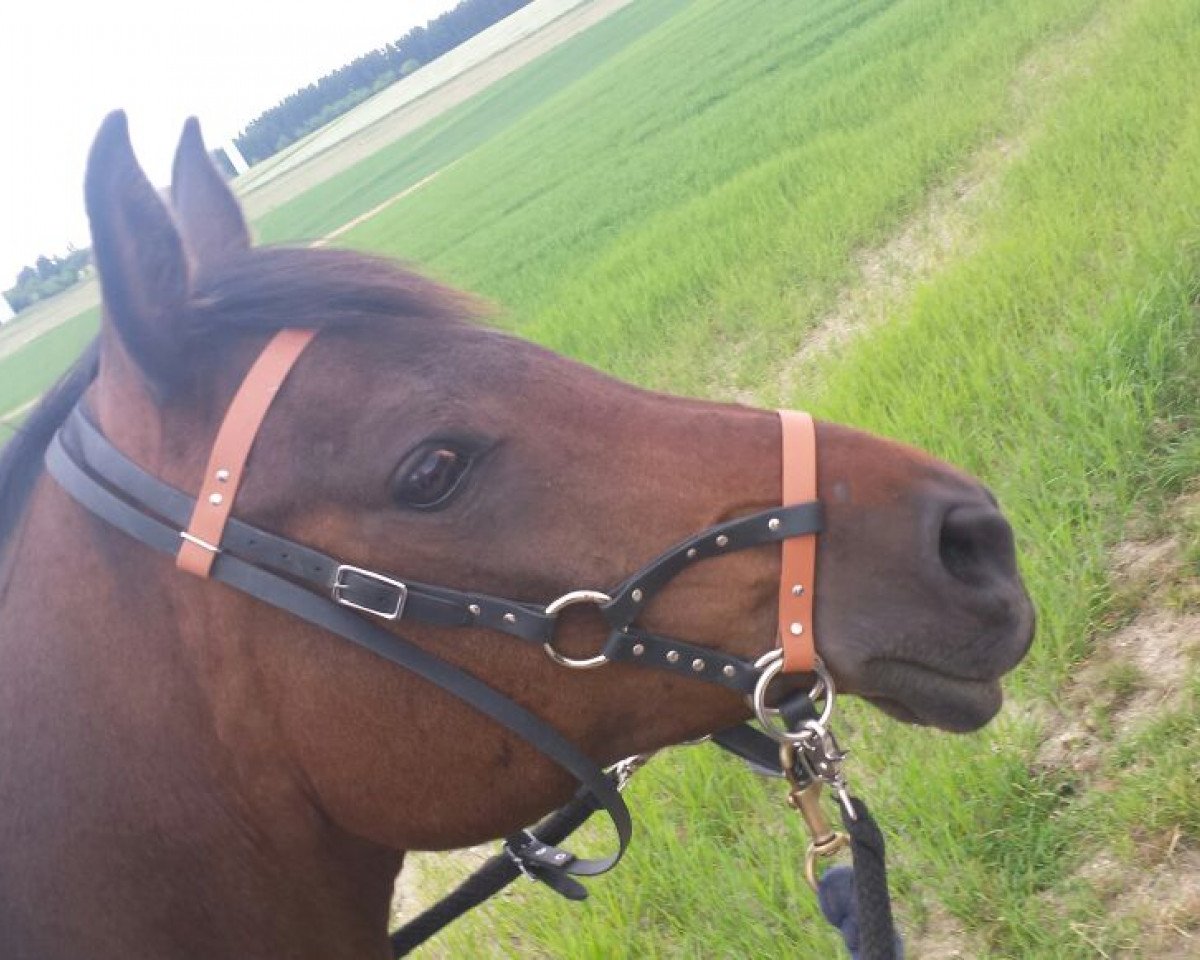 Springpferd Amanda Blue (Vollblutaraber, 2004, von Algier ox)