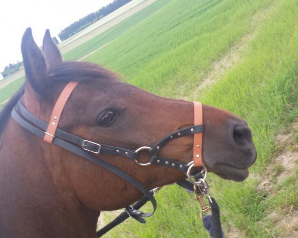 Springpferd Amanda Blue (Vollblutaraber, 2004, von Algier ox)