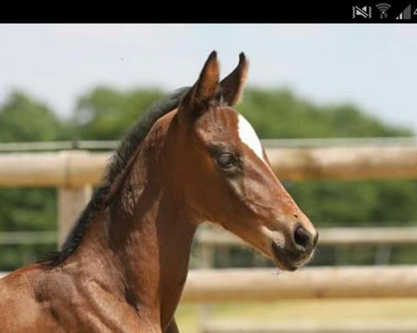 broodmare Daijira SL (Westphalian, 2015, from Dante Weltino Old)