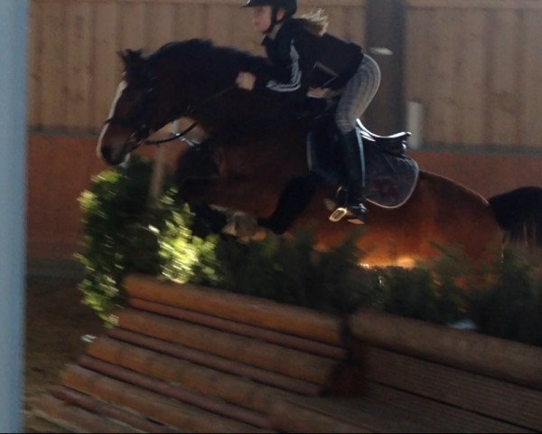 Springpferd Marcelino 12 (Deutsches Reitpony, 1999, von Mac Namara)