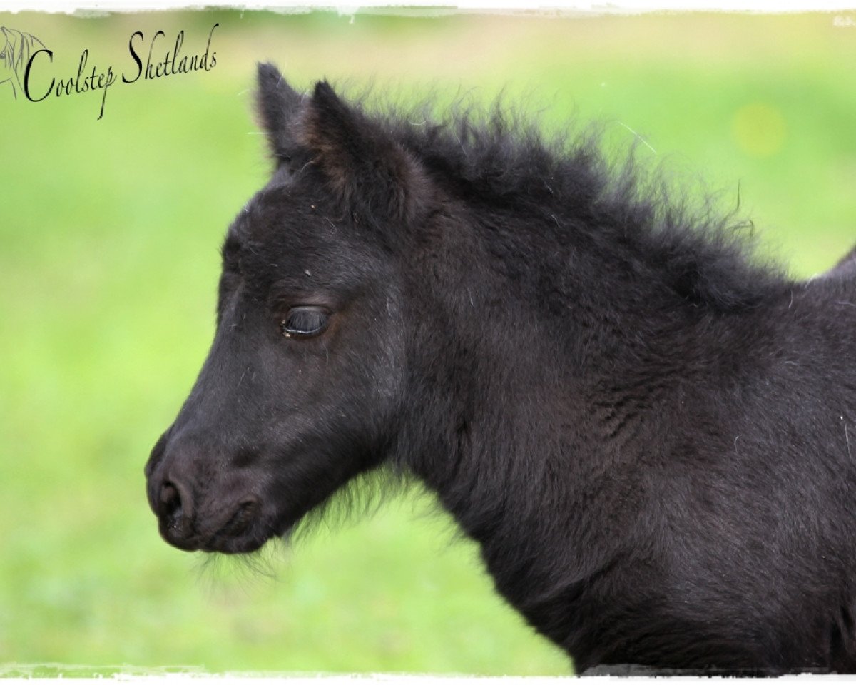 Pferd Coolstep Shirley Sue (Shetland Pony, 2015, von Bonito)