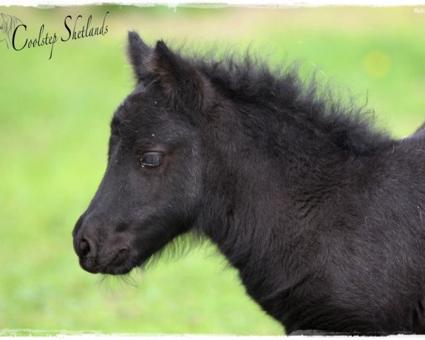 Pferd Coolstep Shirley Sue (Shetland Pony, 2015, von Bonito)