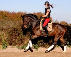 dressage horse Soraya 252 (Westphalian, 2010, from Sun and Fun)