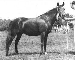 broodmare Floreth's Malice (New Forest Pony,  , from Golden Wonder)