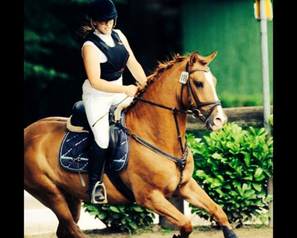 jumper Playboy (German Riding Pony, 2008, from Danny Gold)