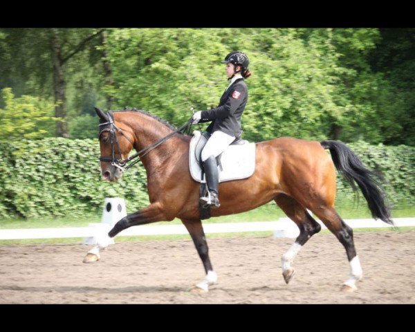 Zuchtstute Fairytale J.S. (Hannoveraner, 2008, von For Compliment)
