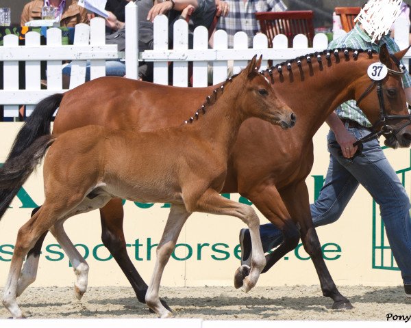 broodmare Valera (German Riding Pony, 2002, from Van Gogh R)
