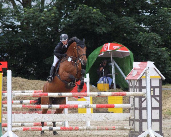 jumper Ibility (Belgian Warmblood, 2008, from Quinten van 't Merelsnest)