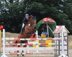 jumper Ibility (Belgian Warmblood, 2008, from Quinten van 't Merelsnest)