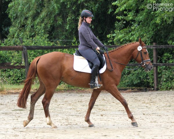 Zuchtstute Quidam‘s Miss (Westfale, 2012, von Quidam de Revel)