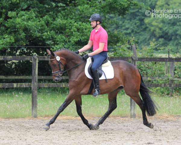 Zuchtstute My Lady Bellatrix (Westfale, 2012, von Mylord Carthago)