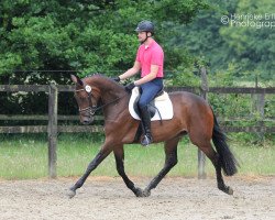 broodmare My Lady Bellatrix (Westphalian, 2012, from Mylord Carthago)